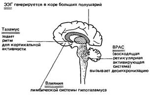 Физиология мозга: генетика ЭЭГ - student2.ru