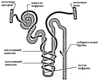 Физиология органов выделения - student2.ru