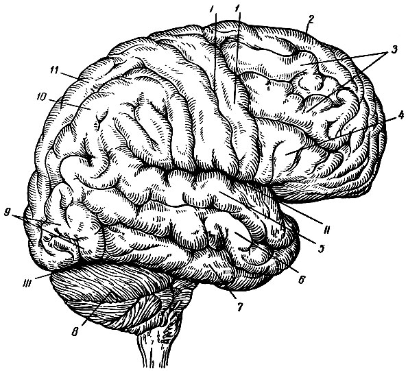 Физиология промежуточного мозга - student2.ru