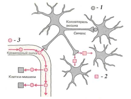 физиология эндокринной системы - student2.ru