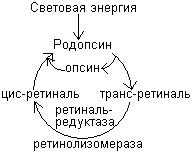 Фолиевая кислота – витамин В9, Вс - student2.ru