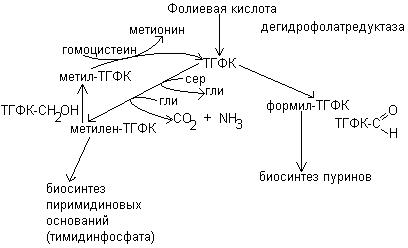 Фолиевая кислота – витамин В9, Вс - student2.ru