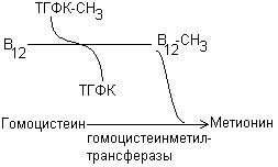 Фолиевая кислота – витамин В9, Вс - student2.ru