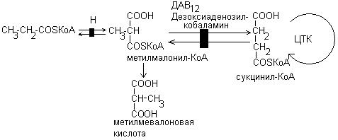 Фолиевая кислота – витамин В9, Вс - student2.ru