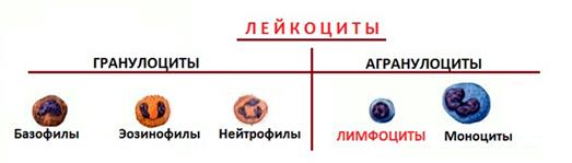 Форменные элементы крови, физиологическая роль каждого вида форменных элементов - student2.ru