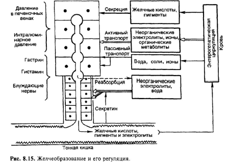 Функции и роль печени в пищеварении - student2.ru