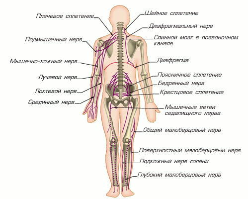 Функции проводящей системы сердца - student2.ru