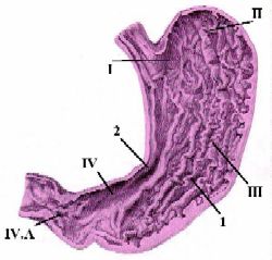Функции желудка и его отделы - student2.ru