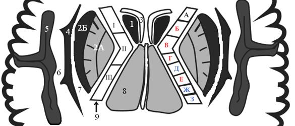 функциональная анатомия центральной нервной системы - student2.ru