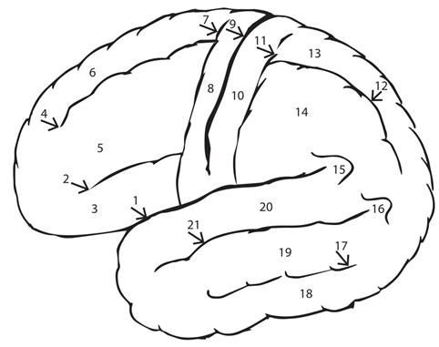 функциональная анатомия центральной нервной системы - student2.ru