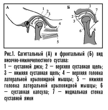 Функциональная анатомия височно-нижнечелюстного сустава - student2.ru