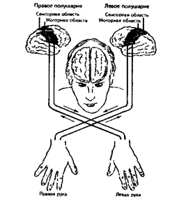 Функциональная асимметрия мозга - student2.ru