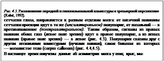 Функциональная асимметрия мозга - student2.ru