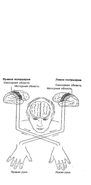 функциональная асимметрия полушарий мозга - student2.ru