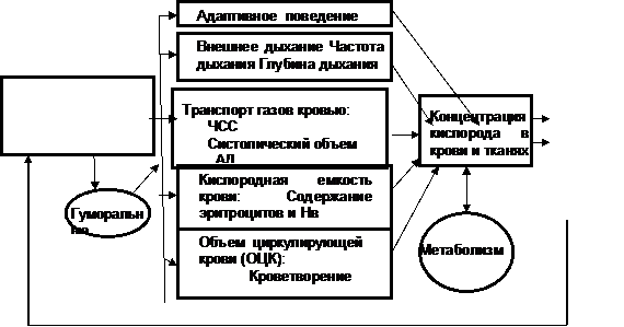 Функциональная система поддержания артериального кровяного давления. - student2.ru