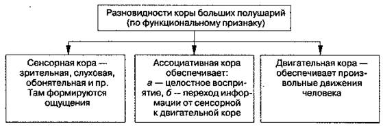 Функциональное значение отдельных зон коры - student2.ru