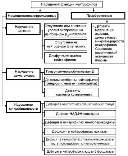 Функциональные дефекты лейкоцитов - student2.ru