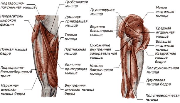 Функциональные группы мышц, производящие движения в суставах верхней конечности. - student2.ru