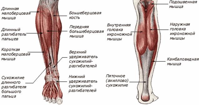 Функциональные группы мышц, производящие движения в суставах верхней конечности. - student2.ru