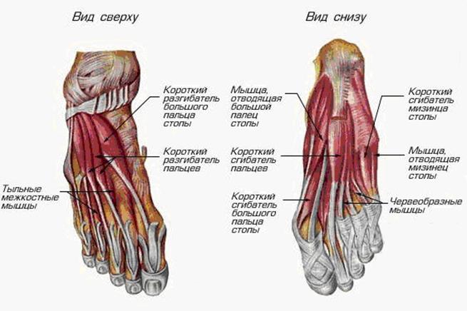 Функциональные группы мышц, производящие движения в суставах верхней конечности. - student2.ru