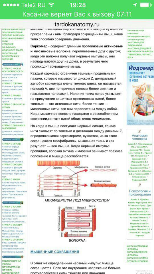 Функциональные особенности различных типов мускулов. - student2.ru