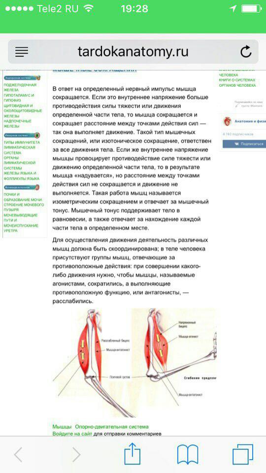 Функциональные особенности различных типов мускулов. - student2.ru