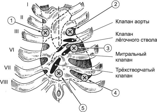 Функциональные особенности сердечно-сосудистой системы - student2.ru