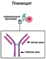 Выделяют пять классов иммуноглобулинов — IgG, IgA, IgM, IgD, IgE - student2.ru