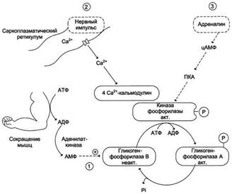 Г. Регуляция метаболизма глиогена в мышцах - student2.ru