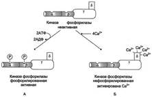 Г. Регуляция метаболизма глиогена в мышцах - student2.ru