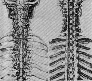 г. вены и венозные внутренние сплетения позвоночника - student2.ru