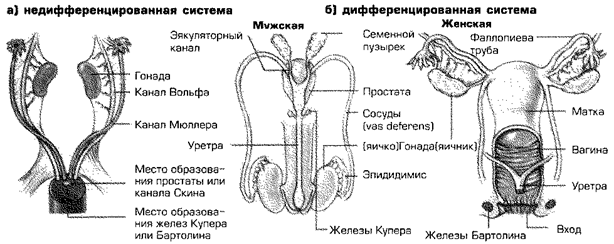 Гендерная идентичность как биологический процесс: нормальная пренатальная дифференциация. - student2.ru