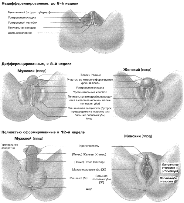 Гендерная идентичность как биологический процесс: нормальная пренатальная дифференциация. - student2.ru