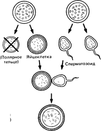 Генетические основы развития - student2.ru