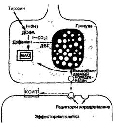 Генетика и поведение человека 121 - student2.ru