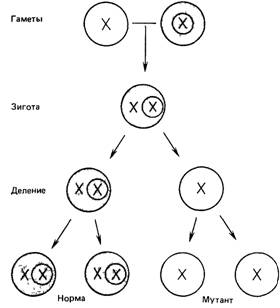 Генетика и поведение человека 49 - student2.ru