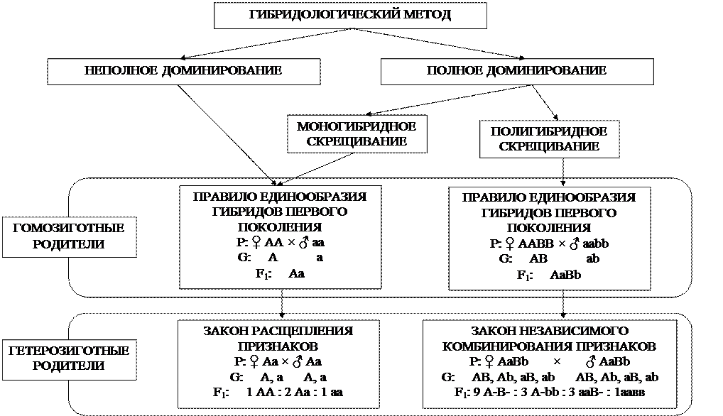 генетика организмов. законы менделя - student2.ru