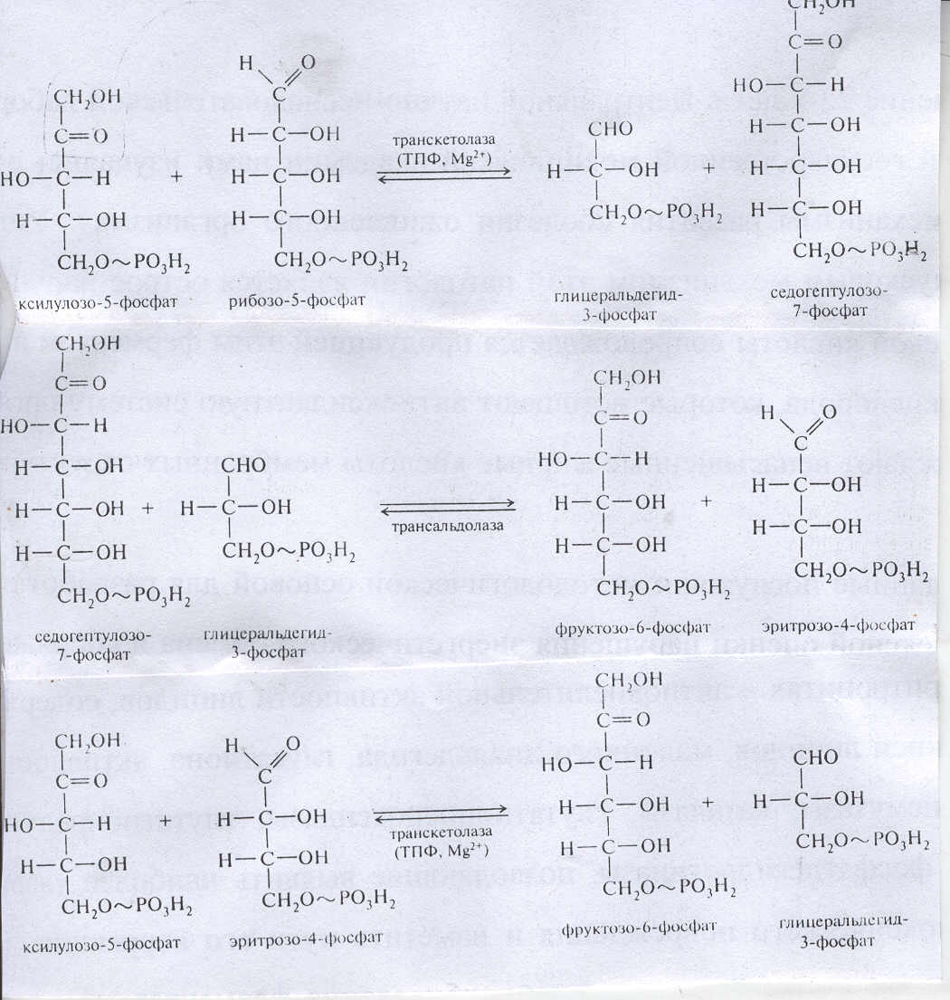 Гидролиз углеводов в органах пищеварительной системы - student2.ru