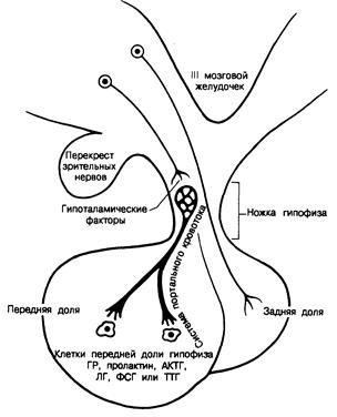 Гилберт Г. Дэниеле, Джозеф Б. Мартин (Gilbert H. Daniels, Joseph В. Martin) - student2.ru