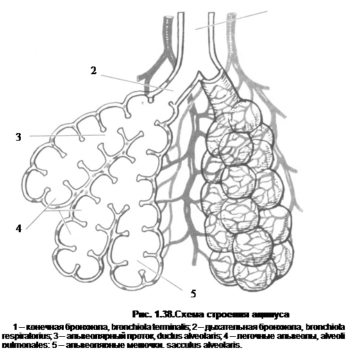 Гистологическое строение. Альвеолярное дерево, arbor alveolaris. - student2.ru