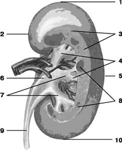 Гистологическое строение. Альвеолярное дерево, arbor alveolaris. - student2.ru