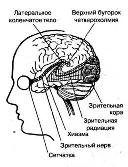 Анатомия и физиология зрительного анализатора - student2.ru
