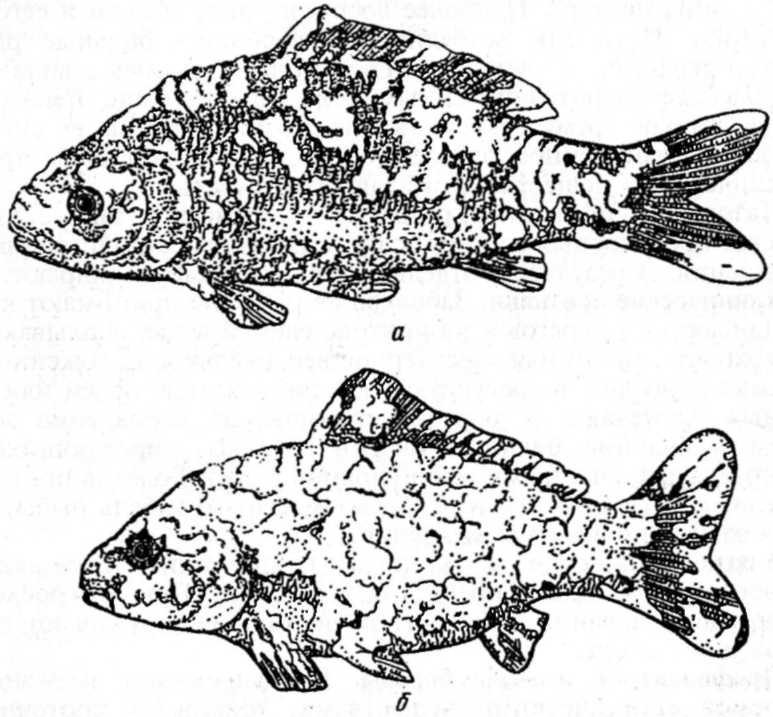 глава 10. болезни прудовых рыб - student2.ru