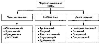 Глава 12 Черепно-мозговые нервы - student2.ru