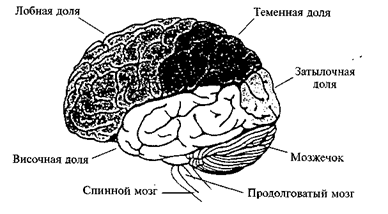 глава 12. строение, развитие и функциональное значение различных отделов центральной нервной системы - student2.ru