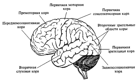 глава 12. строение, развитие и функциональное значение различных отделов центральной нервной системы - student2.ru