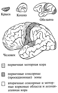 глава 12. строение, развитие и функциональное значение различных отделов центральной нервной системы - student2.ru