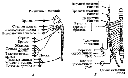 глава 16. вегетативная нервная система и регуляция внутренней среды организма - student2.ru