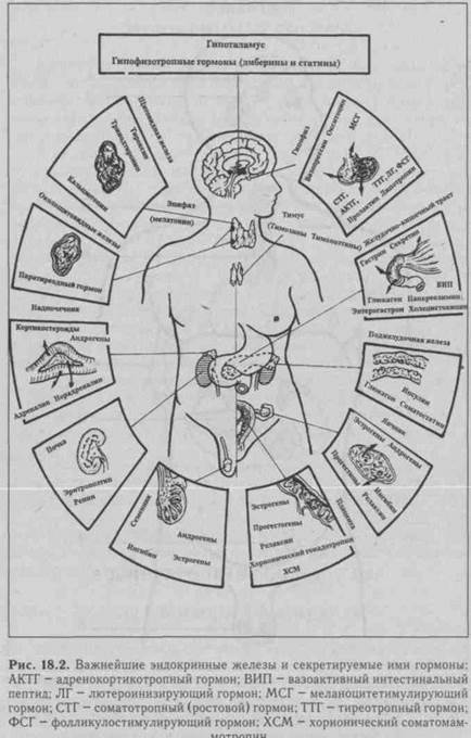 глава 18 эндокринная система - student2.ru