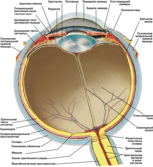 глава 2 анатомия органа зрения - student2.ru
